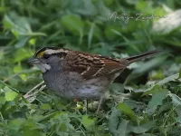 Witkeelgors [Zonotrichia albicollis] - Maasvlakte Rotterdam (1okt2026)  